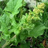 CHENOPODE BON HENRI - CHENOPODIUM BONUS HENRICUS - BIEN L'UTILISER EN CUISINE