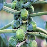 CHOU DE BRUXELLES - BRASSICA OLERACEA variété GEMMIFERA - BIEN L'UTILISER EN CUISINE