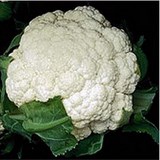 CHOU-FLEUR - BRASSICA OLERACEA variété BOTRYTIS - CONSEILS PRATIQUES