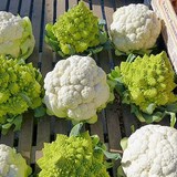 BROCOLI ILLUSTRANT CALENDRIER DU MARCHE EN SEPTEMBRE