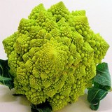 CHOU ROMANESCO - BRASSICA OLERACEA variété BOTRYTIS - CONSEILS PRATIQUES