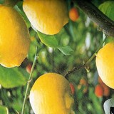 CITRON - CITRUS LIMON - BIEN L'UTILISER EN CUISINE