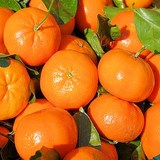 CLEMENTINE - CONFITURE