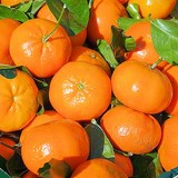 CLEMENTINES ILLUSTRANT CALENDRIER DU MARCHE EN DECEMBRE