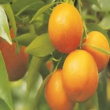 CONFITURE DE CLEMENTINES