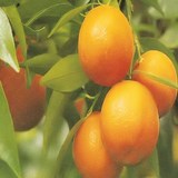 CLEMENTINES EN NEIGE - RECETTE GOURMANDE