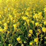 MIEL DE COLZA - BRASSICA NAPUS Variété NAPUS