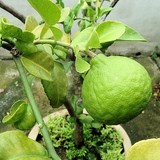 COMBAWA - CITRUS HYSTRIX - BIEN L'UTILISER EN CUISINE