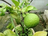 COMBAWA - CITRUS HYSTRIX - CONSEILS PRATIQUES