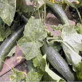 CONCOMBRE - CUCUMIS SATIVUS - BIEN L'UTILISER EN CUISINE