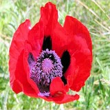 COQUELICOT - INFUSION VOIE ORALE