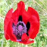 SANTE, BIEN-ETRE, FORME ET BEAUTE - INFUSION DE COQUELICOT - PAPAVER RHOEAS