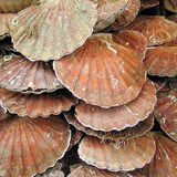 COQUILLES SAINT JACQUES AUX CHAMPIGNONS