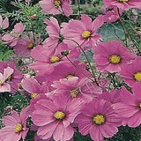 COSMOS - FLEUR COMESTIBLE