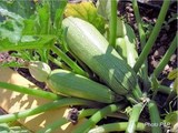 Galettes de courgette