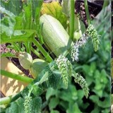 Confiture de courgette et de menthe