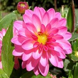 DAHLIA - FLEUR COMESTIBLE