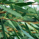 VINAIGRE A L'EUCALYPTUS POUR ASSAINIR L4AIR AMBIANT - RECETTE de FABRICATION BIO