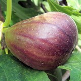 TIAN PROVENVAL AUX FIGUES - RECETTE GOURMANDE