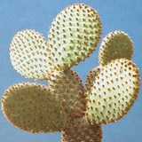 FIGUE DE BARBARIE - OPUNTIA FICUS INDICA - BIEN L'UTILISER EN CUISINE