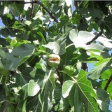 FIGUE - FICUS CARICA - BIEN L'UTILISER EN CUISINE