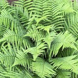 FOUGERE MALE ou DRYOPTERIS FILIX-MAS