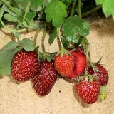 FRAISE - FRAGARIA COMBAWA - BIEN L'UTILISER EN CUISINE