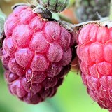 FRAMBOISE - COULIS