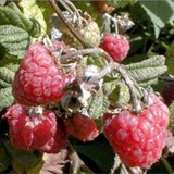 FRAMBOISE - RUBUS IDAEUS - BIEN L'UTILISER EN CUISINE