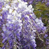 GLYCINE DE CHINE - WISTERIA SINENSIS - FLEUR COMESTIBLE