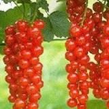 GROSEILLE - RIBES RUBRUM - CONSEILS PRATIQUES