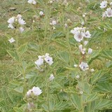 SANTE, BIEN-ETRE, FORME ET BEAUTE - DECOCTION INGERABLE DE GUIMAUVE