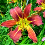 HEMEROCALLE - HEMEROCALLIS - FLEUR COMESTIBLE