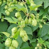 BAIN AU HOUBLON - HUMULUS LUPOLUS