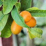 KUMQUAT - FORTUNELLA - BIEN L'UTILISER EN CUISINE