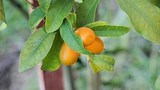 KUMQUAT - FORTUNELLA - CONSEILS PRATIQUES