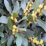 SANTE, BIEN-ETRE, FORME et BEAUTE - LAURIER SAUCE - LAURUS NOBILIS - HUILE ESSENTIELLE