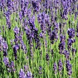 LAVANDE OFFICINALE - LAVANDULA OFFICINALIS - FLEUR COMESTIBLE