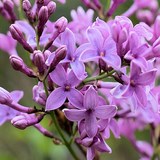 LILAS - SYRINGA VULGARIS - FLEUR COMESTIBLE