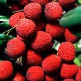 LITCHI - LITCHI SINENSIS - CONSEILS PRATIQUES