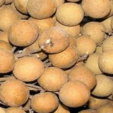 LONGANE - DIMOCARPUS LONGAN - CONSEILS PRATIQUES