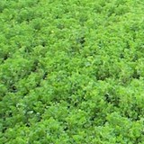 MIEL DE LUZERNE - MEDICAGO SATIVA