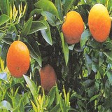 MANDARINE - HUILE ESSENTIELLE