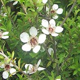 MIEL DE MANUKA - LEPTOSPERMUM SCOPARIUM