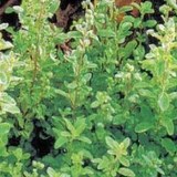 MARJOLAINE - ORIGANUM MAJORANA - HERBE AROMATIQUE