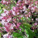 MARJOLAINE - ORIGANUM MAJORANA - FLEUR COMESTIBLE