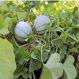 MELON - CUCUMIS MELO - CONSEILS PRATIQUES