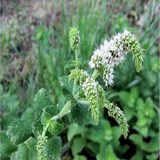 MENTHE - HERBE AROMATIQUE