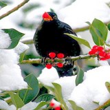 MERLE EN HIVER