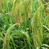 MILLET - VERTUS et CONSOMMATION